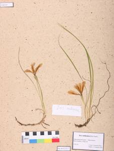Iris ruthenica Ker Gawl., Siberia, Central Siberia (S3) (Russia)