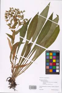MHA 0 152 819, Pulmonaria angustifolia L., Eastern Europe, Central region (E4) (Russia)