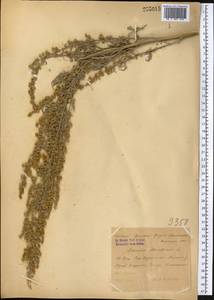 Artemisia absinthium L., Middle Asia, Syr-Darian deserts & Kyzylkum (M7) (Uzbekistan)