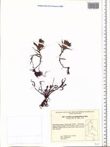 Castilleja pseudohyperborea O.V. Rebristaya, Siberia, Chukotka & Kamchatka (S7) (Russia)