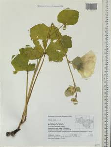 Alcea rosea L., Eastern Europe, Central region (E4) (Russia)