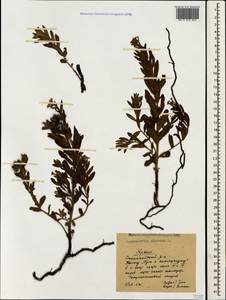 Heliotropium sibiricum (L.) J. I. M. Melo, Crimea (KRYM) (Russia)