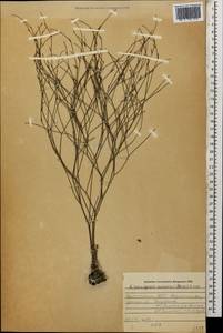 Limoniopsis owerinii (Boiss.) Lincz., Caucasus, Dagestan (K2) (Russia)