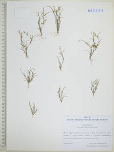 Coleanthus subtilis (Tratt.) Seidel ex Roem. & Schult., Siberia, Russian Far East (S6) (Russia)