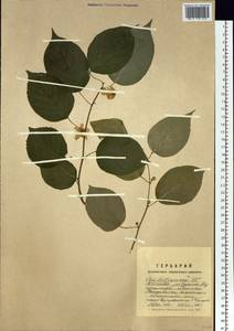 Actinidia polygama (Siebold & Zucc.) Maxim., Siberia, Russian Far East (S6) (Russia)