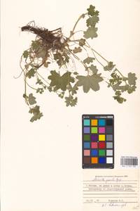 Alchemilla micans Buser, Eastern Europe, Moscow region (E4a) (Russia)