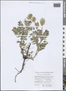 Oxytropis pilosa (L.) DC., Caucasus, Black Sea Shore (from Novorossiysk to Adler) (K3) (Russia)