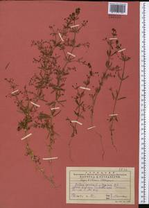 Galium spurium L., Middle Asia, Western Tian Shan & Karatau (M3) (Kazakhstan)