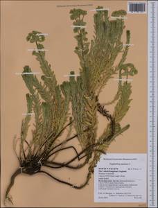 Euphorbia paralias L., Western Europe (EUR) (United Kingdom)