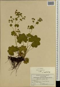 Alchemilla monticola Opiz, Eastern Europe, Moscow region (E4a) (Russia)