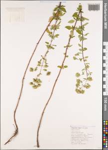 Origanum vulgare L., Caucasus, Black Sea Shore (from Novorossiysk to Adler) (K3) (Russia)