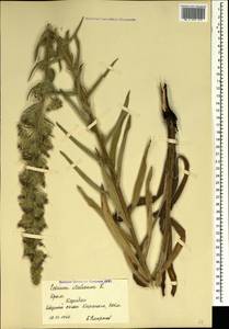 Echium italicum subsp. biebersteinii (Lacaita) Greuter & Burdet, Crimea (KRYM) (Russia)