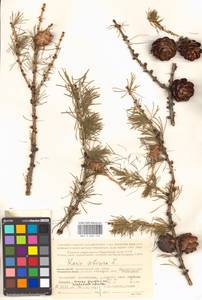 Larix sibirica Ledeb., Eastern Europe, Northern region (E1) (Russia)