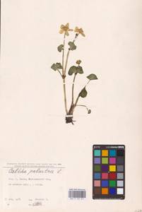 Caltha palustris L., Eastern Europe, North Ukrainian region (E11) (Ukraine)