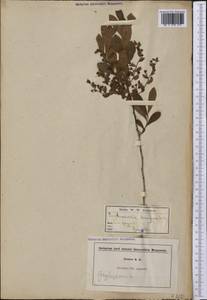 Gaylussacia dumosa (Andr.) A.Gray, America (AMER) (United States)