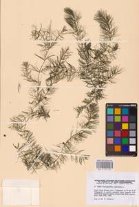 Ceratophyllum submersum L., Eastern Europe, Lower Volga region (E9) (Russia)