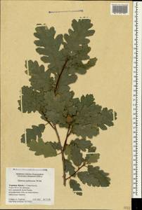 Quercus pubescens Willd. , nom. cons., Crimea (KRYM) (Russia)