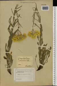 Helichrysum arenarium (L.) Moench, Eastern Europe, South Ukrainian region (E12) (Ukraine)