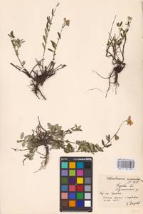 Helianthemum nummularium (L.) Mill., Eastern Europe, Central forest-and-steppe region (E6) (Russia)