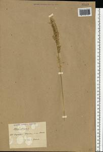 Melica altissima L., Eastern Europe, North Ukrainian region (E11) (Ukraine)