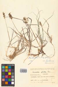 Anthoxanthum glabrum (Trin.) Veldkamp, Siberia, Russian Far East (S6) (Russia)