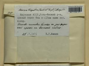 Meesia triquetra (L. ex Jolycl.) Ångstr., Bryophytes, Bryophytes - Yakutia (B19) (Russia)
