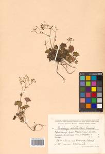 Micranthes astilbeoides (Losinsk.) Tkach, Siberia, Russian Far East (S6) (Russia)