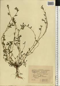 Polygonum aviculare L., Eastern Europe, South Ukrainian region (E12) (Ukraine)