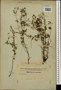 Scrophularia variegata subsp. rupestris (M. Bieb. ex Willd.) Grau, Caucasus, Azerbaijan (K6) (Azerbaijan)
