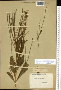 Armoracia rusticana P.Gaertn., B.Mey. & Scherb., Eastern Europe, North Ukrainian region (E11) (Ukraine)