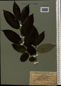 Diospyros lotus L., Caucasus, Azerbaijan (K6) (Azerbaijan)