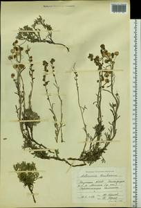 Artemisia kruhsiana Besser, Siberia, Yakutia (S5) (Russia)