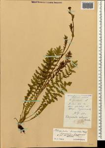 Filipendula vulgaris Moench, Caucasus, Dagestan (K2) (Russia)
