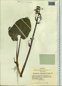 Petasites radiatus (J. F. Gmel.) J. Toman, Siberia, Altai & Sayany Mountains (S2) (Russia)