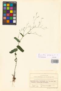 Prenanthes purpurea L., Eastern Europe, Belarus (E3a) (Belarus)