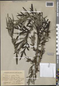 Artemisia umbrosa Turcz. ex DC., Siberia, Russian Far East (S6) (Russia)