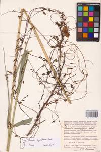 Cuscuta lupuliformis Krock., Eastern Europe, Lower Volga region (E9) (Russia)