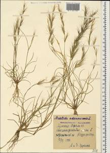 Aristida adscensionis L., Caucasus, Armenia (K5) (Armenia)