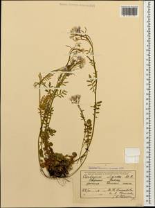 Cardamine × uliginosa M. Bieb., Caucasus, Stavropol Krai, Karachay-Cherkessia & Kabardino-Balkaria (K1b) (Russia)