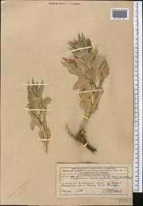 Cryptocodon monocephalus (Trautv.) Fed., Middle Asia, Western Tian Shan & Karatau (M3) (Kazakhstan)