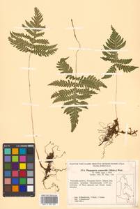 Phegopteris connectilis (Michx.) Watt, Siberia, Russian Far East (S6) (Russia)