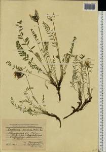 Oxytropis sordida (Willd.) Pers., Eastern Europe, Northern region (E1) (Russia)
