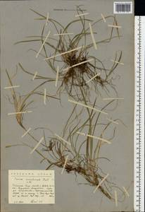 Carex ericetorum Pollich, Eastern Europe, Northern region (E1) (Russia)