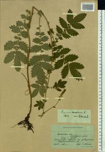 Agrimonia eupatoria L., Eastern Europe, South Ukrainian region (E12) (Ukraine)