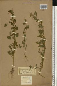 Chenopodium album L., Eastern Europe, South Ukrainian region (E12) (Ukraine)