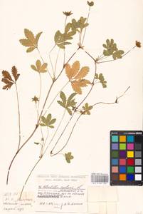 Potentilla reptans L., Eastern Europe, Moscow region (E4a) (Russia)