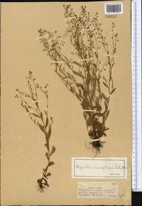 Myosotis laxa (Sam.) Hyl. ex Nordh., Middle Asia, Dzungarian Alatau & Tarbagatai (M5) (Kazakhstan)