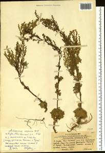 Artemisia scoparia Waldst. & Kit., Siberia, Altai & Sayany Mountains (S2) (Russia)