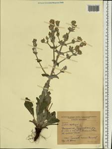 Salvia aethiopis L., Eastern Europe, South Ukrainian region (E12) (Ukraine)