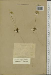 Primula nutans Georgi, Siberia, Central Siberia (S3) (Russia)